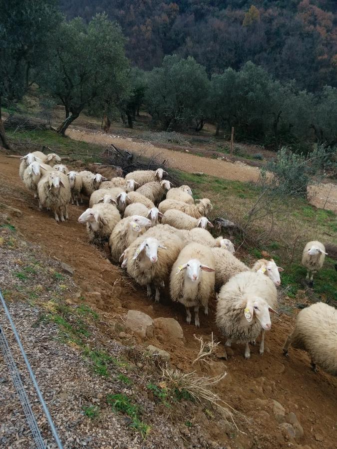 La Dispensa-Bio Agriturismo Lamporecchio Dış mekan fotoğraf