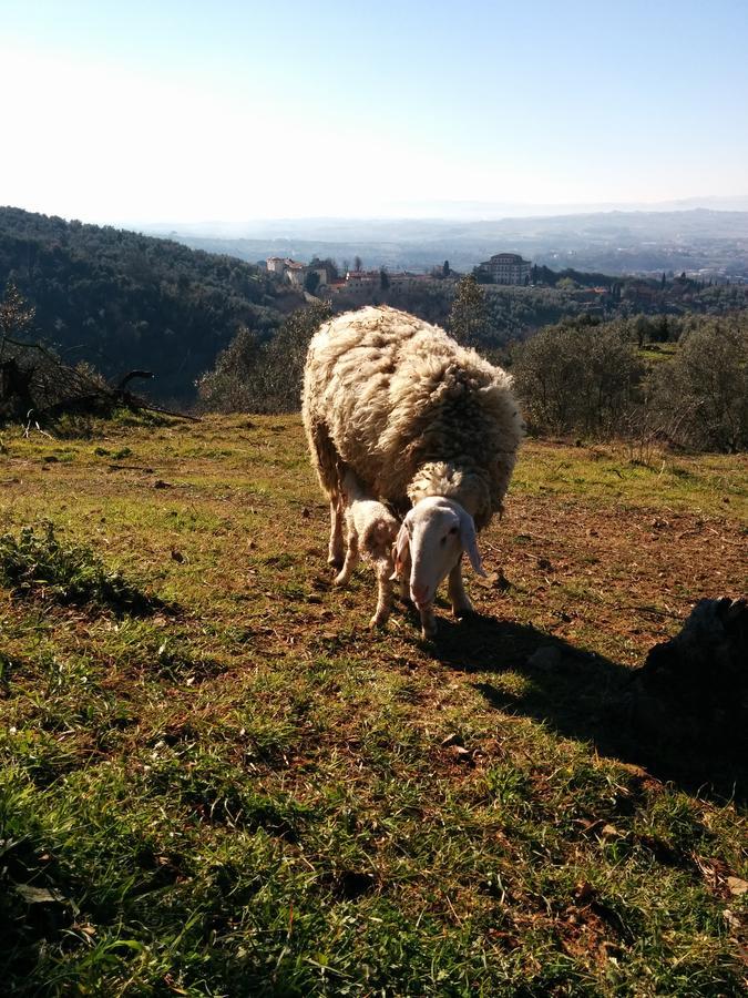 La Dispensa-Bio Agriturismo Lamporecchio Dış mekan fotoğraf